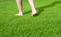 Graszaad Hendriks Graszoden 15 Kg -Winkels Voor Tuin- En Buitenuitrusting 2qoFIiZ0dkCjWhx7P8eJsKwL2Wkn8skteoogFjDZ