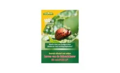 Aaltjes Coloradokever 100 M²