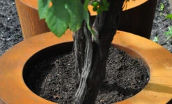 Plantenbak Cortenstaal Conic 60x60 Cm Adezz -Winkels Voor Tuin- En Buitenuitrusting jQuV1y9IIHhOkq59nNhdh7gGI0oa2ZjlQEE1XZRO